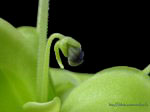 Bouton floral de Pinguicula