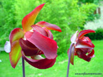 Fleurs de Sarracenia leucophylla