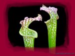 Sarracenia leucophylla