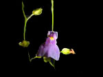 Utricularia calycifida