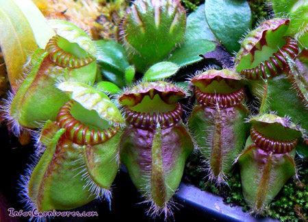 cephalotus-follicularis.jpg