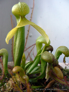 Darlingtonia