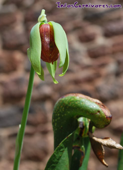 Fleur de Darlingtonia