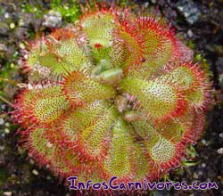 Rosette de Drosera