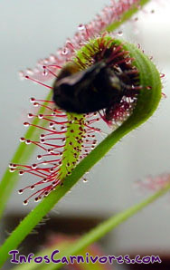 Drosera