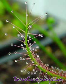 Drosera binata