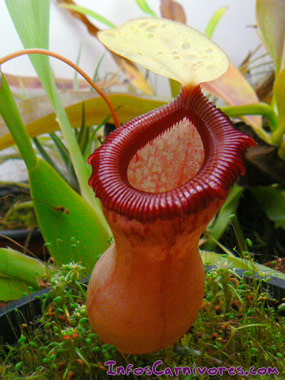 Le piège du Nepenthes Ventricosa 