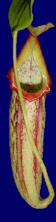 Le pi�ge du Nepenthes 