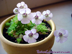 Pinguicula rotundiflora