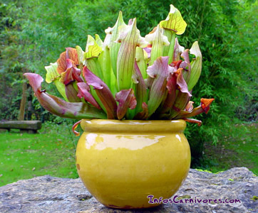 Sarracenia dans un pot en terre cuite verni