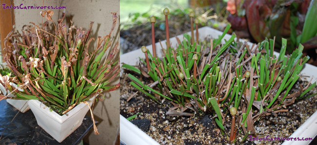 Taille Sarracenia