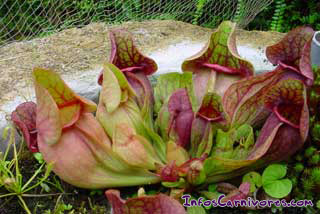 Sarracenia purpurea en tourbire
