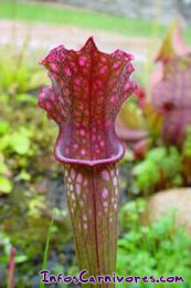 Sarracenia hybride