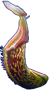 Culture d'une plante insectivore ou carnivore