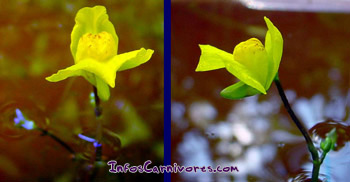 Utricularia australis