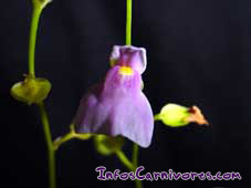 Utricularia calycifida (fleur)