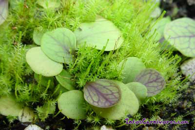 Utricularia calycifida