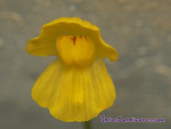 Utricularia gibba