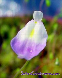 Utricularia livida