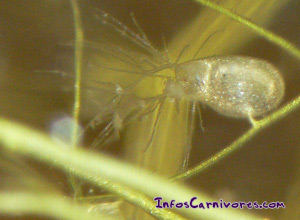 Utricule (Utricularia gibba)