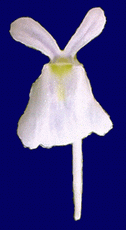 Utricularia sandersonii