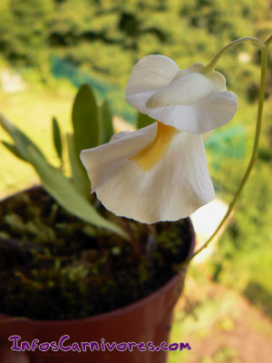 Utricularia alpina