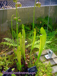 Sarracenia x catesbaei