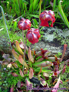 Sarracenia x mitcheliana