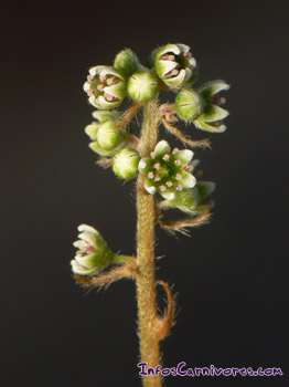Floraison de Cephalotus follicularis