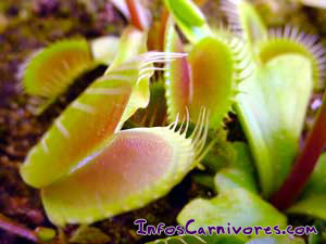 Dionaea muscipula