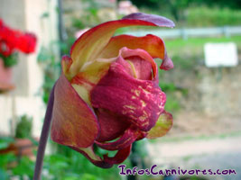 Fleur de sarracenia